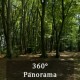 360 Grad Panorama: Wald